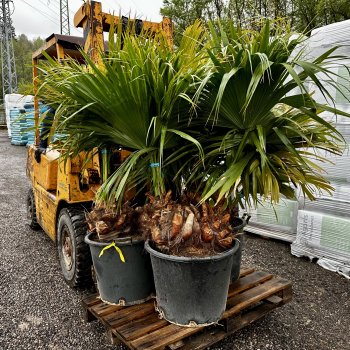Livistona Chinensis, Livistona čínska, kont. C65L, výška kmeňa: 30/40 cm, celková výška: 100-130 cm (-6°C/-9°C) - 2 až 3 palmy v jednom kvetináči