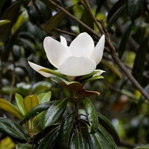Magnolia grandiflora, Magnólia veľkokvetá ´GALLISONIENSIS´ kont. C18L, výška: 180-230 cm - NA KMIENKU (-24°C)