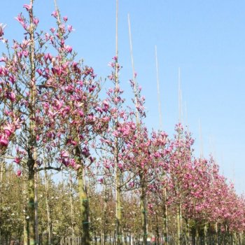 Magnolia Hybrida, Magnólia hybridná ´SUSAN´ kont. C30L, výška: 220-250 cm (-24°C) - NA KMIENKU