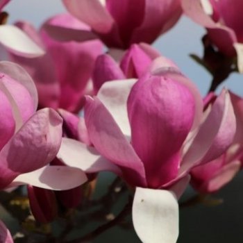 Magnolia, Magnólia ´RUSTICA RUBRA´ kont. C2L, výška: 70-90 cm (-24°C)