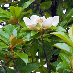 Magnolia grandiflora (Magnólia veľkokvetá) ´GOLIATH´ kont. C18L, výška: 120-160 cm - NA KMIENKU (-17°C)