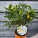 Citrus × microcarpa (Mandarínka) ´CALAMONDIN´ - kont. C1L, výška 20-30 cm - MINI KMIENOK