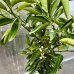 Citrus Reticulata (Mandarínka) ´CALAMONDIN´ - kont. C30L, výška 130-150 cm
