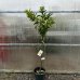 Citrus Reticulata (Mandarínka) ´CALAMONDIN´ - kont. C30L, výška 130-150 cm