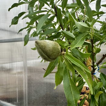 Prunus dulcis (Mandľovník) ´FILIPPO CEO´ – výška 130–160 cm, obvod kmeňa 4/6 cm, kont. C10L