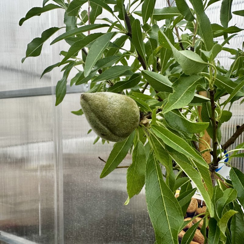 Prunus dulcis (Mandľovník) ´FILIPPO CEO´ – výška 130–160 cm, obvod kmeňa 4/6 cm, kont. C10L Prunus dulcis (Mandľovník) ´FILIPPO CEO´ – výška 130–160 cm, obvod kmeňa 4/6 cm, kont. C10L