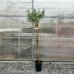 Prunus Dulcis (Mandľovník) ´TEXAS´ - kont. C10L, výška 130-160 cm (-30°C) Prunus Dulcis (Mandľovník) ´TEXAS´ - kont. C10L, výška 130-160 cm (-30°C)