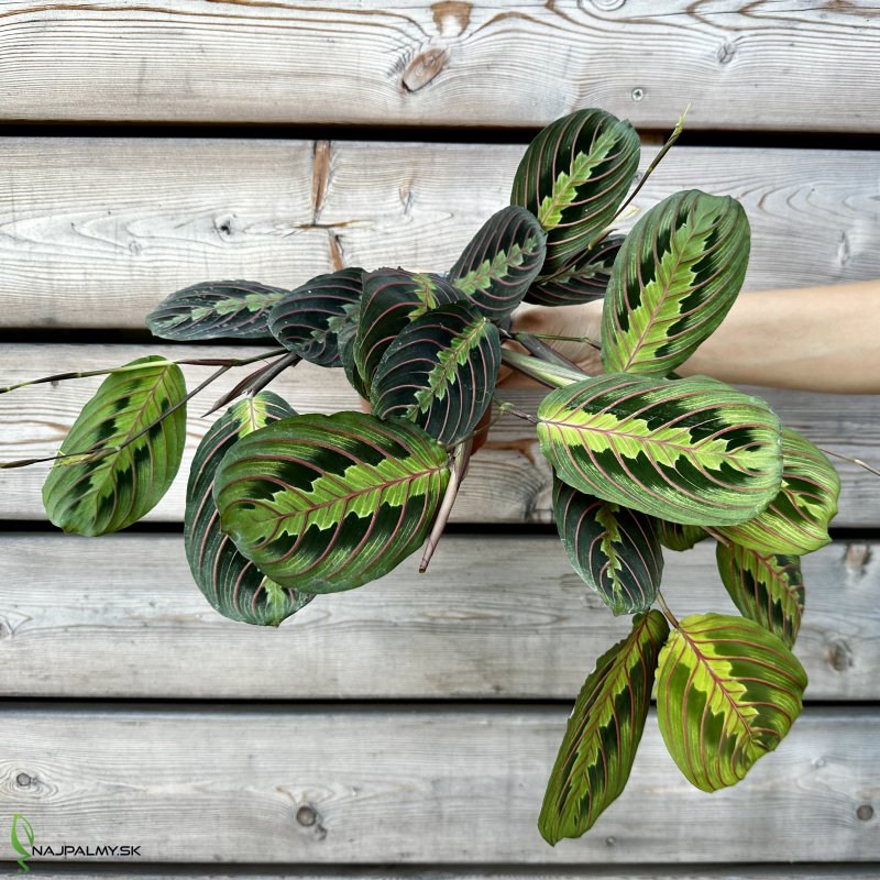 Maranta leuconeura (Maranta rebernatá) ´FASCINATOR´, kont. C1L, výška: 20-30 cm
