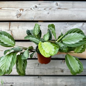 Maranta leuconeura (Maranta rebernatá) ´SILVER BAND´, kont. C1L, výška: 20-30 cm