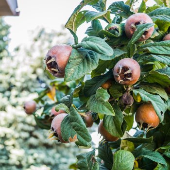 Mespilus Germanica (Mišpuľa kráľovská) ´ROYAL´ - kont. C5L, výška 60-90 cm (-25°C)