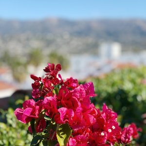 Lagerstroemia indica (Myrta krepová) ´DYNAMITE´ - kont. C2L, výška: 30-50 cm (-15°C)
