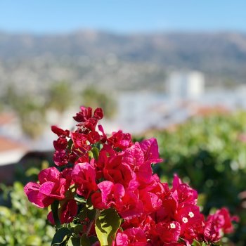 Lagerstroemia indica (Myrta krepová) ´DYNAMITE´ - kont. C2L, výška: 30-50 cm (-15°C)