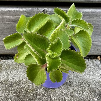Plectranthus amboinicus (Nádchovník citronový - Mexický eukalyptus), kont. C1L, výška: 5-10 cm