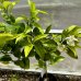 Citrus x sinensis (Pomaranč) ´NAVELINA´ -  kont. C12L, výška 100-130 cm