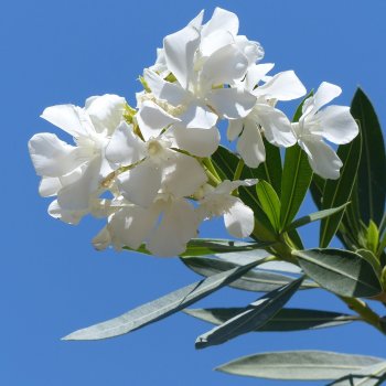 Nerium oleander (Oleander biely), kont. C5L, výška: 80-100 cm, výška kmeňa: 40-50 cm (-10/-12°C) - NA KMIENKU