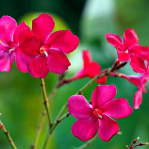 Nerium oleander (Oleander červený), kont. C10L, výška: 60-90 cm (-10/-12°C)