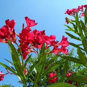 Nerium oleander (Oleander obyčajný) ´DOUBLE PINK´ - kont. C5L, výška: 80-100 cm, výška kmeňa: 40-50 cm (-10°C/12°C) - NA KMIENKU