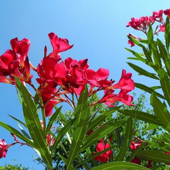 Nerium oleander (Oleander obyčajný) ´DOUBLE PINK´ - kont. C5L, výška: 80-100 cm, výška kmeňa: 40-50 cm (-10°C/12°C) - NA KMIENKU
