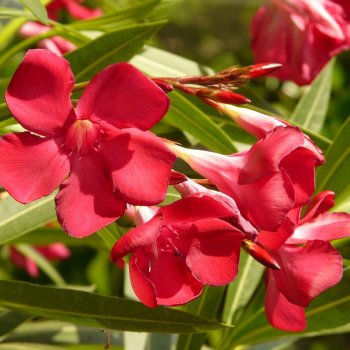 Nerium oleander (Oleander červený), kont. C15L, výška: 100-130 cm (-10/-12°C) 