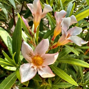 Nerium oleander (Oleander obyčajný) ´ATTILIO RAGIONIERI´ - lososový - kont. C3L, výška 50-70 cm (-10/-12°C)