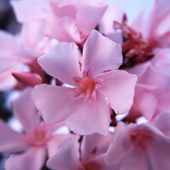 Nerium oleander (Oleander ružový), kont. C5L, výška: 80-100 cm (-10/-12°C)