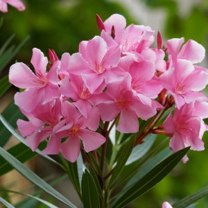 Nerium oleander (Oleander ružový), kont. C3L, výška: 40-60 cm (-10/-12°C) - NA KMIENKU