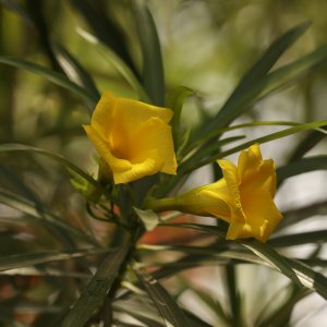 Nerium oleander (Oleander obyčajný) ´MARIE GAMBETTA´ - žltý - kont. C3L, výška 60-80 cm (-10/-12°C)