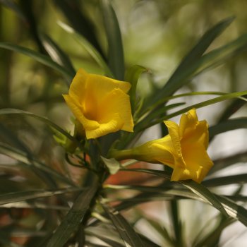 Nerium oleander (Oleander obyčajný) ´MARIE GAMBETTA´ - žltý - kont. C3L, výška 60-80 cm (-10/-12°C)