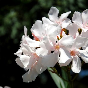 Nerium oleander (Oleander biely), kont. C5L, výška: 50-80 cm (-10/12°C)