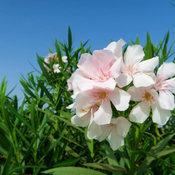 Nerium oleander (Oleander biely) - kont. C3L, výška 40-60 cm (-10/-12°C)