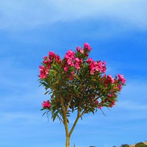 Nerium oleander, oleander červený, kont. C15L, výška: 130-170 cm (-5°C) - NA KMIENKU