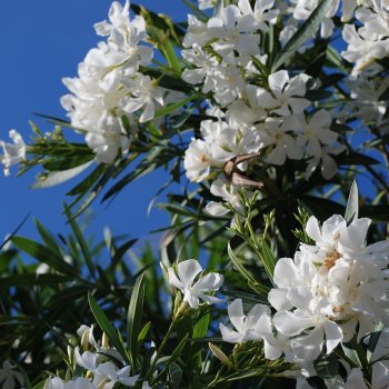 Nerium oleander, oleander biely, kont. C45L, výška: 170-200 cm (-5°C) - NA KMIENKU