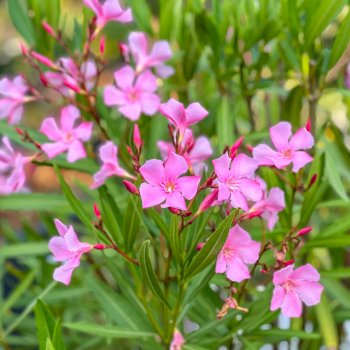 Nerium oleander (Oleander ružový), kont. C15L, výška: 100-130 cm (-10/-12°C) 