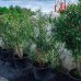 Nerium oleander, oleander červený, kont. C110L, výška: 90-120 cm (-5°C) 