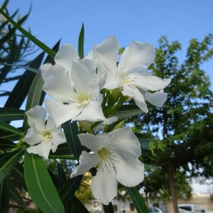Nerium oleander, oleander biely, kont. C9.5L, výška: 80-100 cm (-5°C)