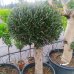 Olea europaea (Olivovník európsky) ´ARBEQUINA´ - výška 100-110 cm, obvod kmeňa 35/40 cm, kont. C70L - GUĽA (-12°C)