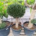 Olea europaea (Olivovník európsky) ´ARBEQUINA´ - výška 100-110 cm, obvod kmeňa 35/40 cm, kont. C70L - GUĽA (-12°C)