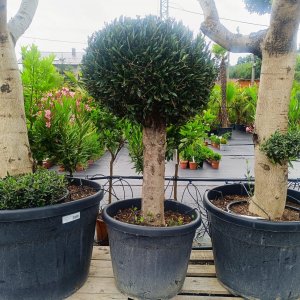 Olea europaea (Olivovník európsky) ´ARBEQUINA´ - výška 100-110 cm, obvod kmeňa 35/40 cm, kont. C70L - GUĽA (-12°C)