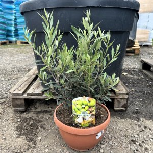 Olea Europea, Olivovník európsky, kont. C6L, výška: 30-60 cm (-12°C) - BONSAJ