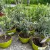 Olea Europea (Olivovník európsky), kont. C2,6L, výška: 30-40 cm (-12°C) - BONSAJ (DECO MISA)