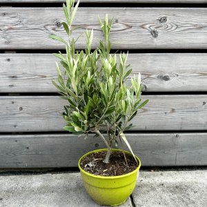 Olea Europea (Olivovník európsky), kont. C2,6L, výška: 30-40 cm (-12°C) - BONSAJ (DECO MISA)