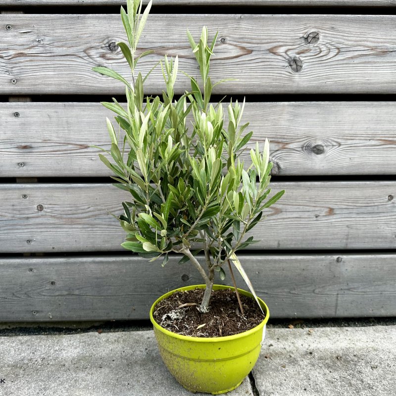 Olea Europea (Olivovník európsky), kont. C2,6L, výška: 30-40 cm (-12°C) - BONSAJ (DECO MISA)