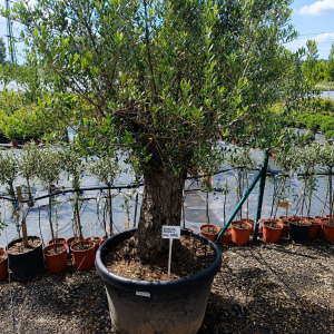 Olea Europaea (Olivovník európsky) ´FRANTOIO´ - výška 190-210 cm, obvod kmeňa 80/90 cm, kont. C150L (-12°C)