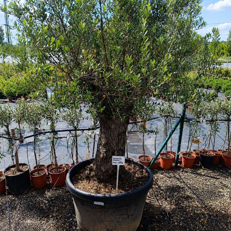 Olea Europaea (Olivovník európsky) ´FRANTOIO´ - výška 190-210 cm, obvod kmeňa 80/90 cm, kont. C150L (-12°C) Olea Europaea (Olivovník európsky) ´FRANTOIO´ - výška 190-210 cm, obvod kmeňa 80/90 cm, kont. C150L (-12°C)
