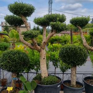 Olea europaea (Olivovník európsky) ´ARBEQUINA´ - výška 170-180 cm, obvod kmeňa, 50/52 cm, kont. C130L - PLATO (-12°C)