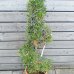 Olea europaea (Olivovník európsky) ´LECCINO´- výška 100-130 cm, kont. C18L - ŠPIRÁLA (-12°C)