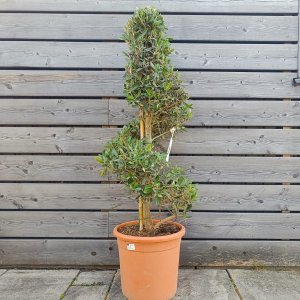 Olea europaea (Olivovník európsky) ´LECCINO´- výška 100-130 cm, kont. C18L - ŠPIRÁLA (-12°C)