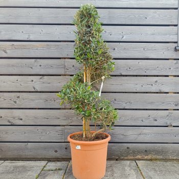 Olea europaea (Olivovník európsky) ´LECCINO´- výška 100-130 cm, kont. C18L - ŠPIRÁLA (-12°C)