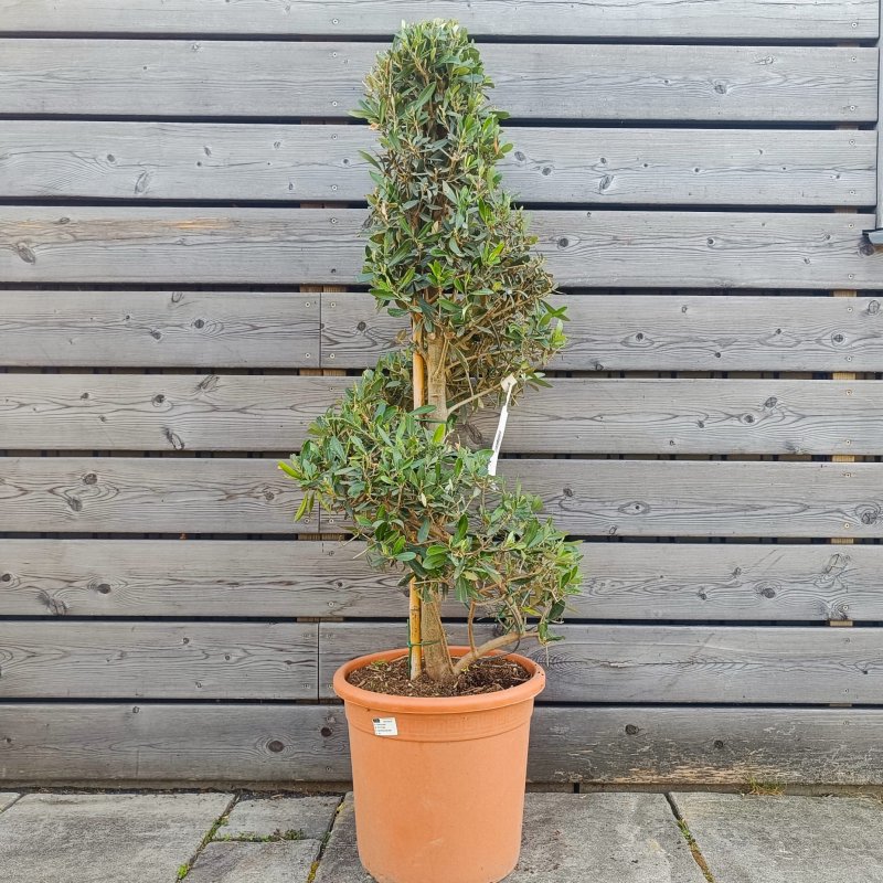 Olea europaea (Olivovník európsky) ´LECCINO´- výška 100-130 cm, kont. C18L - ŠPIRÁLA (-12°C)