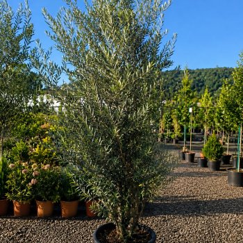 Olea europaea (Olivovník európsky) ´CIPRESSINO´ - výška 260-280 cm, kont. C60L – STĹPOVITÝ VIACKMENNÝ (-12°C)